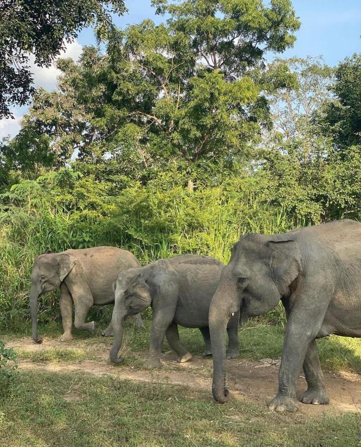 गेस्ट हाउस Hungry Lion Sigiriya